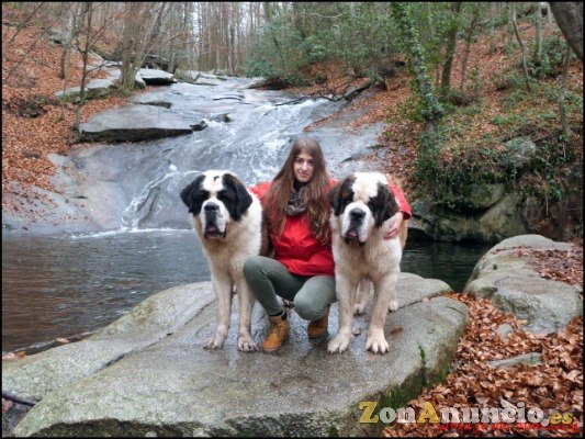 cachorros de san bernardo edel-hund